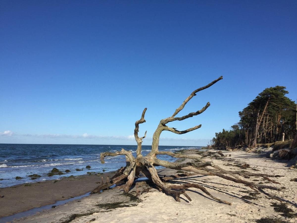Ferienwohnung Strandperle Prerow Kültér fotó
